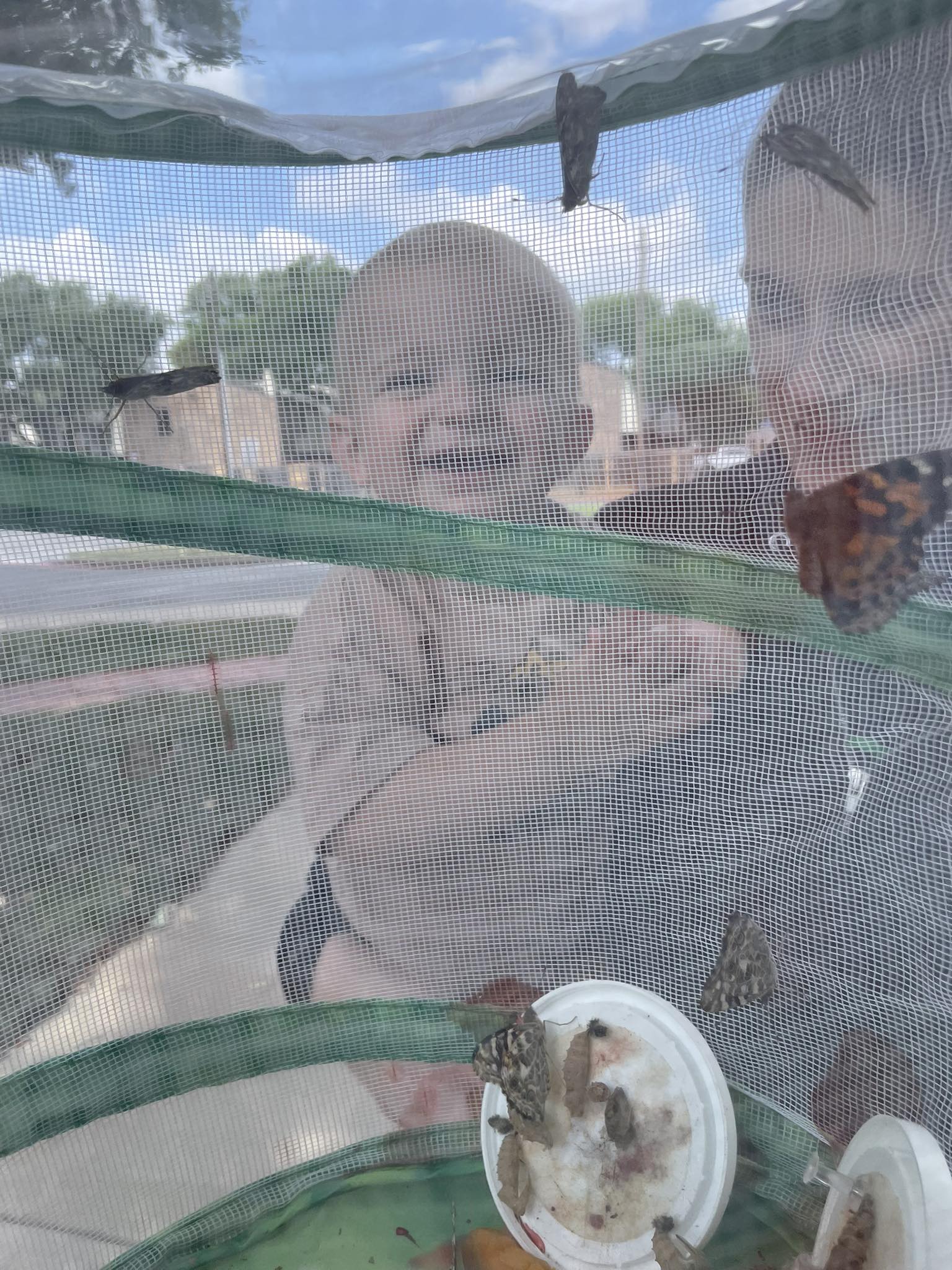 Jasper and the Butterflies